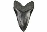 5.07" Fossil Megalodon Tooth - South Carolina - #197891-2